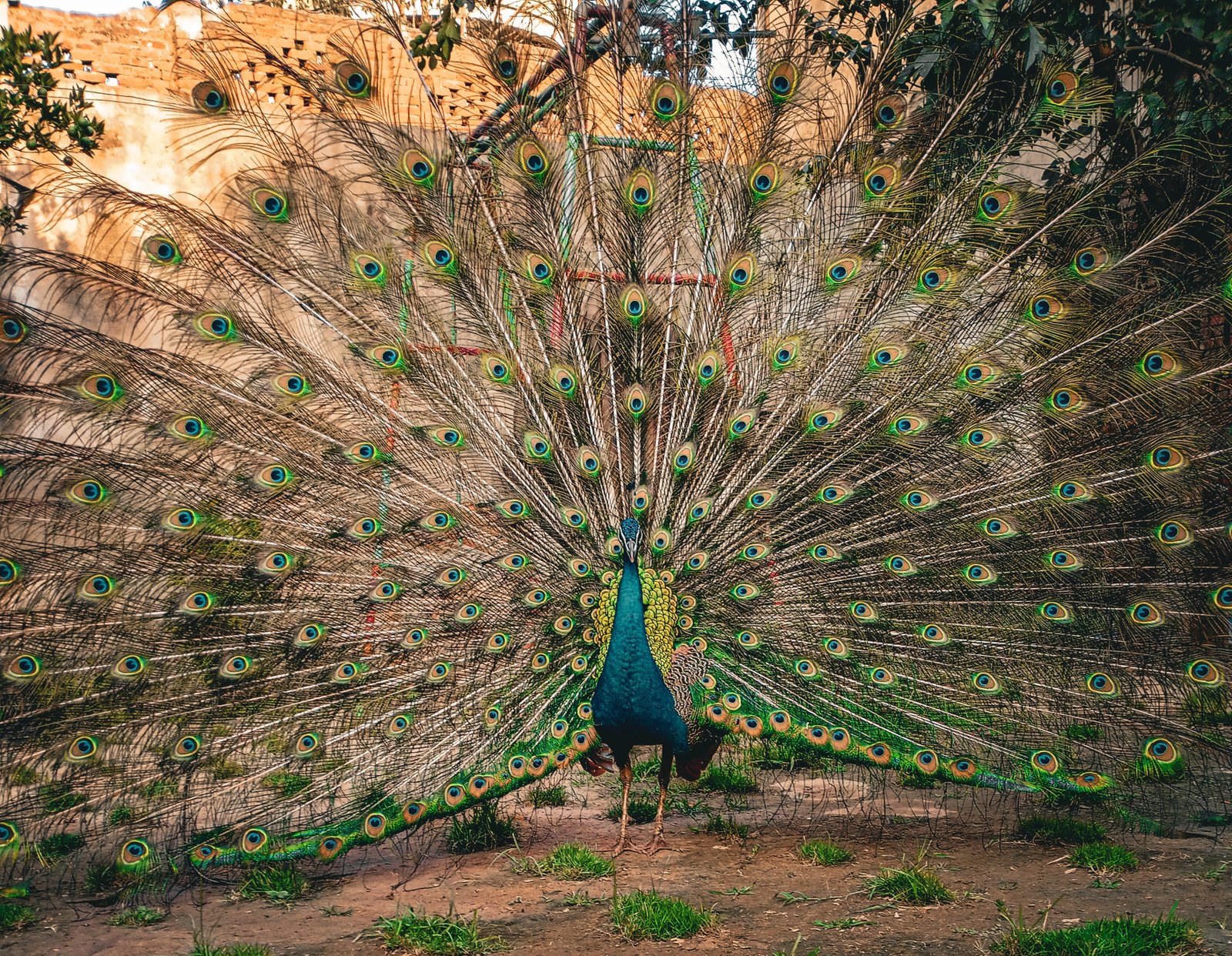 Bikaner