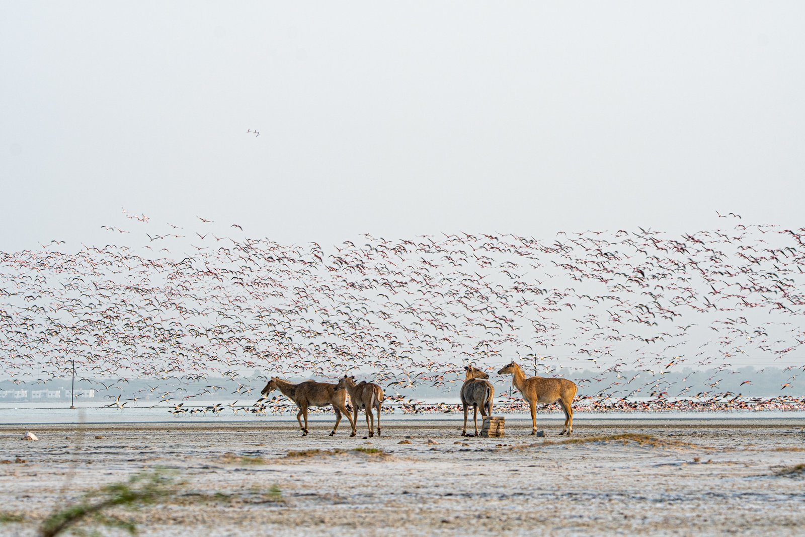 Bikaner