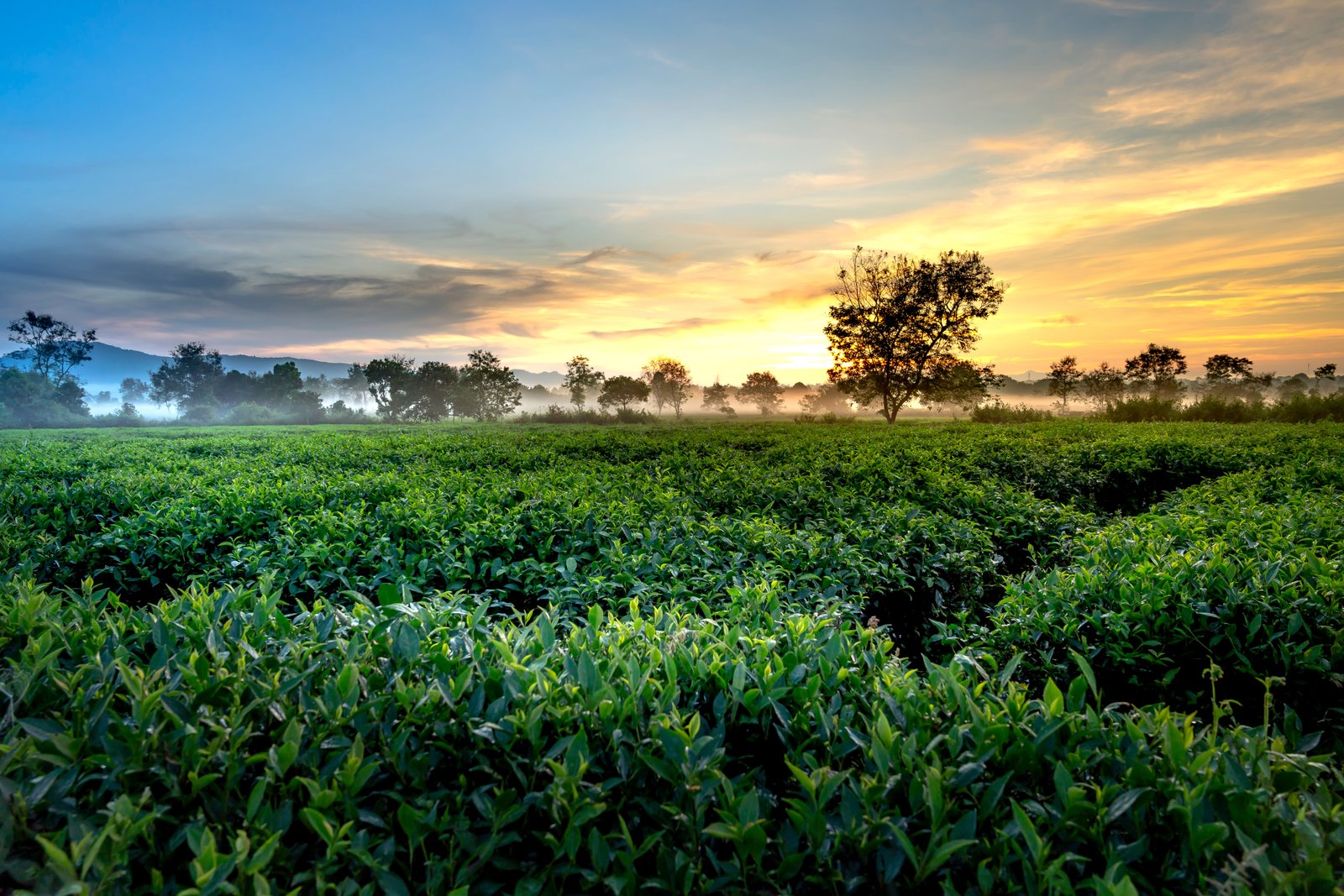 Kerala