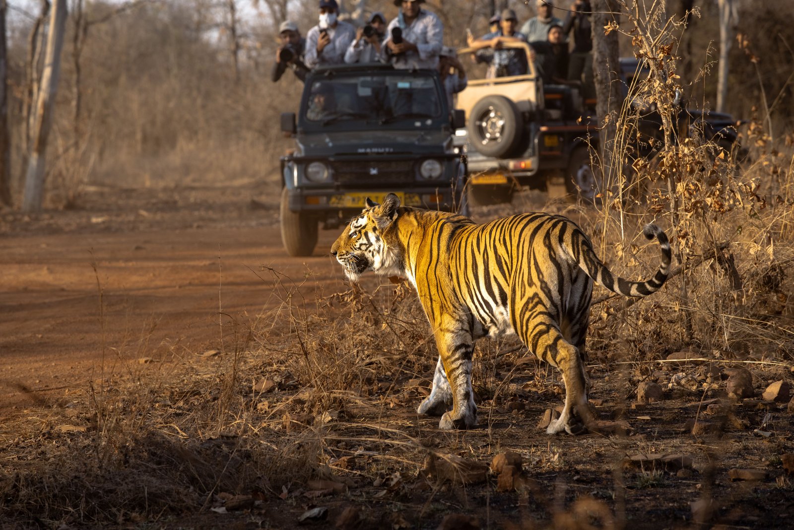 Ranthambore