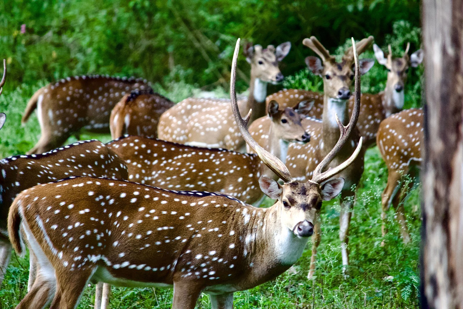 Ranthambore